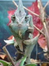 Caméléon en animalerie